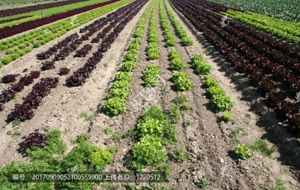 生菜