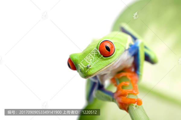 葉