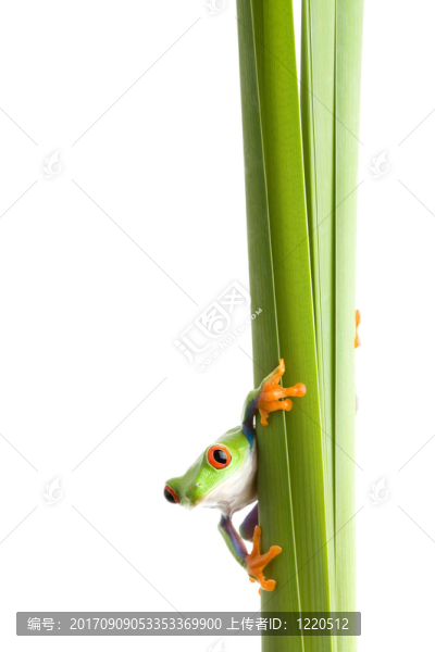 葉