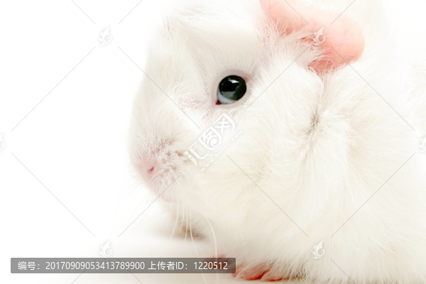 動物