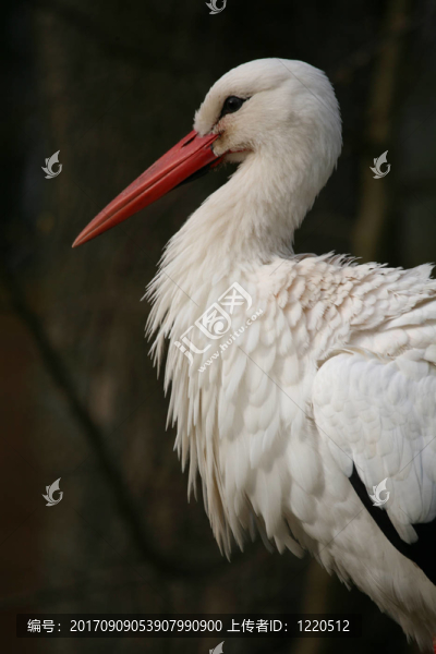adebar