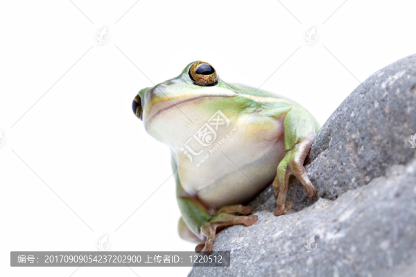 孤立的