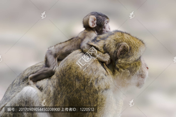 猴寶寶趴在媽媽背上