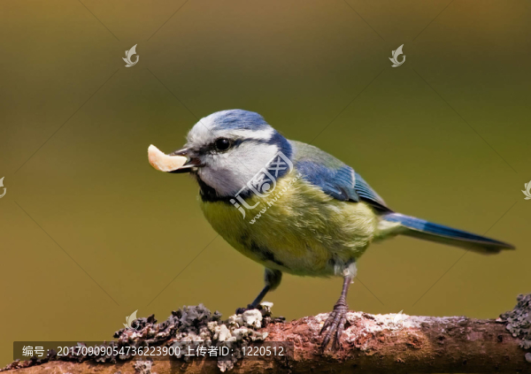bluetit