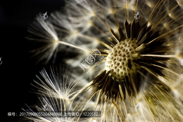pusteblume,4