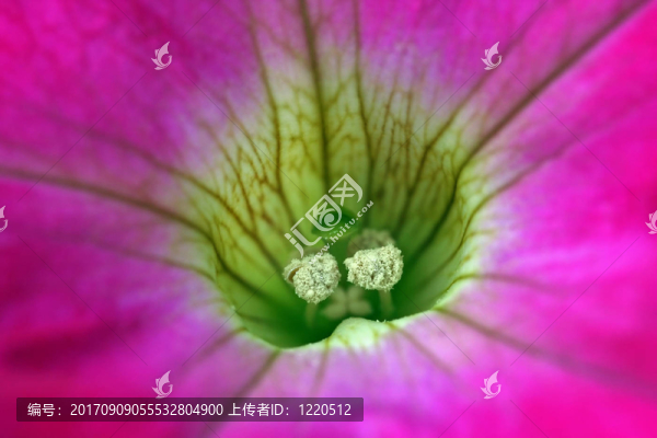 花卉
