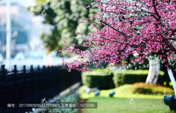 都市梅香
