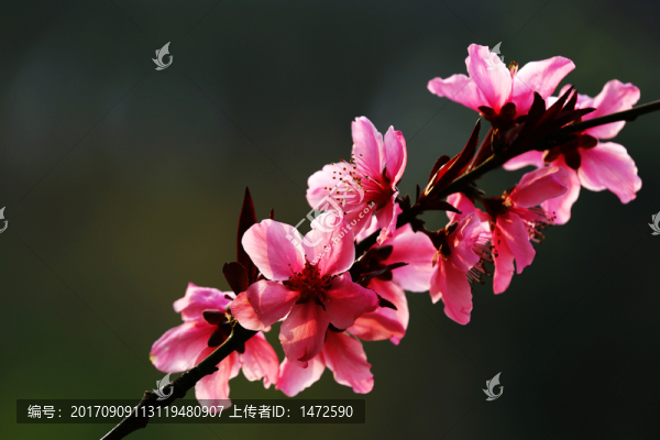 光影桃花