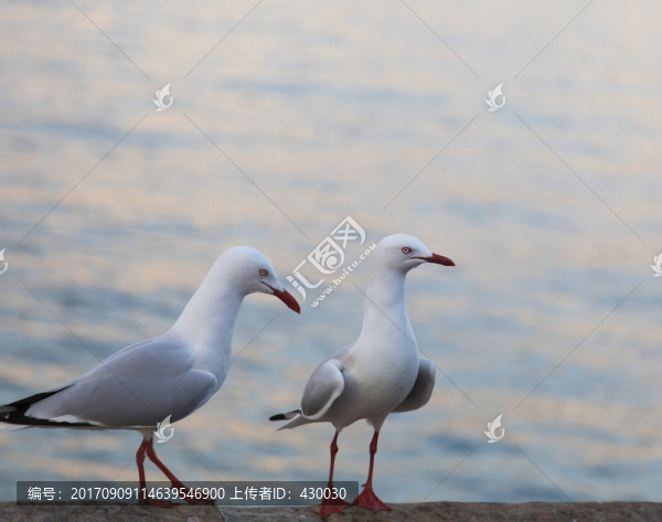悉尼歌劇院