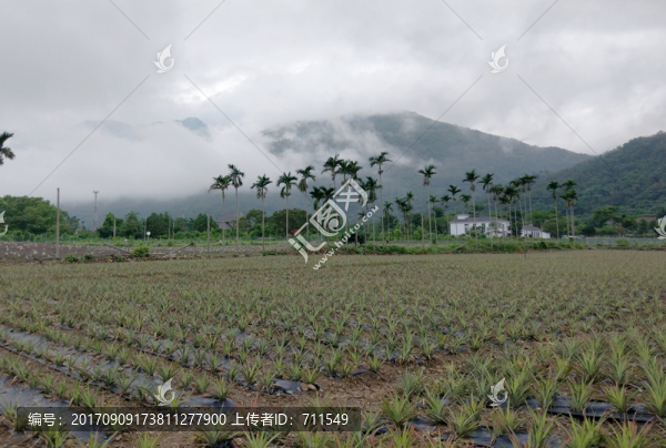 臺(tái)灣菠蘿田