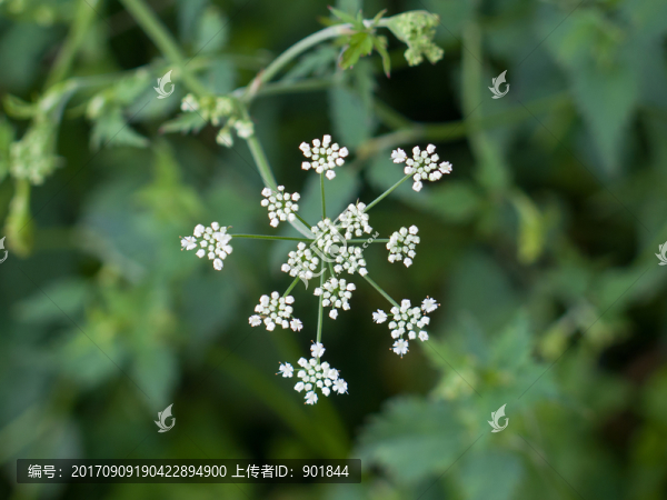 異葉茴芹