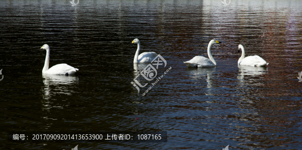 天鵝公園