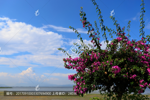 云南大理,洱海,三角梅