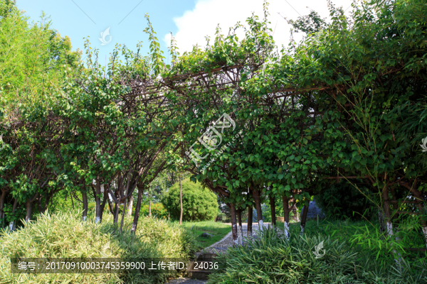 云南大理,洱海公園,植物拱門