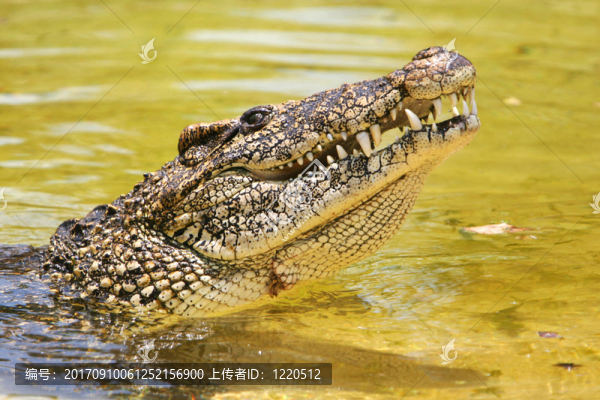 爬行動物