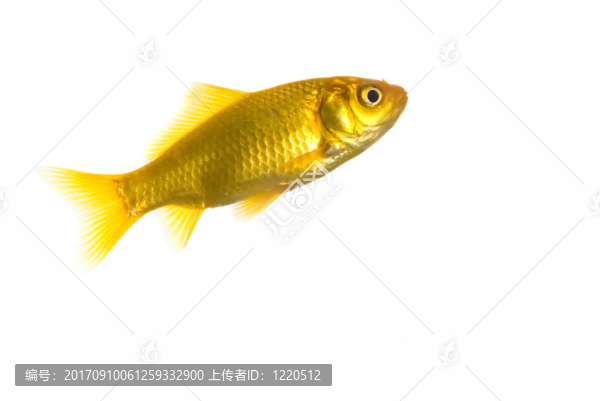 孤立的