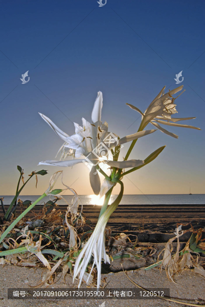沙漠