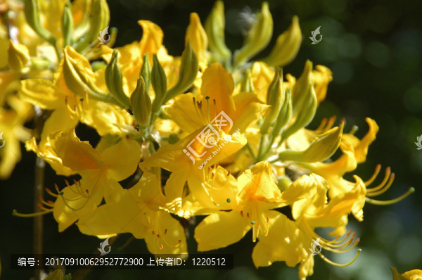 黃杜鵑