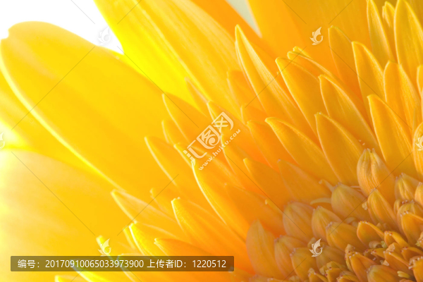 花卉