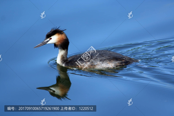 鸊鷉