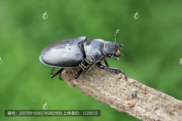 鹿角甲蟲(chóng)