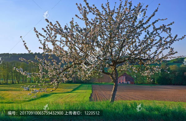 春天