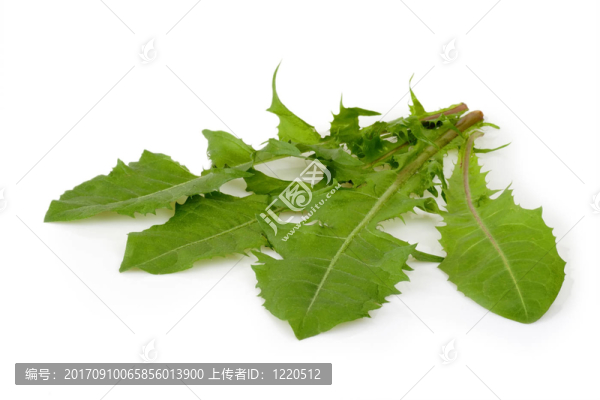 葉