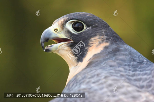 鳥