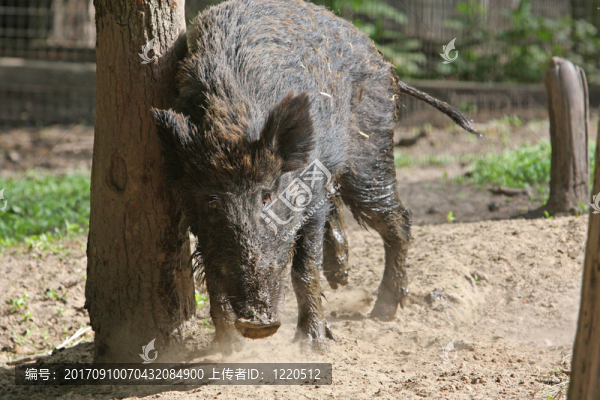 野生野豬