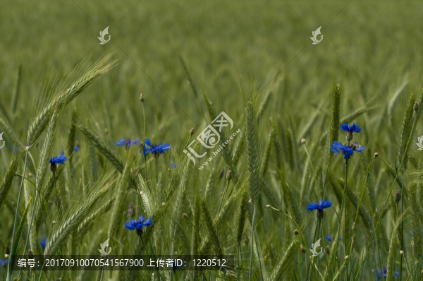 玉米地