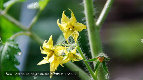 番茄花