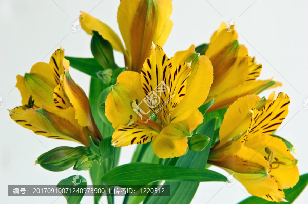 incalilien,-六出花