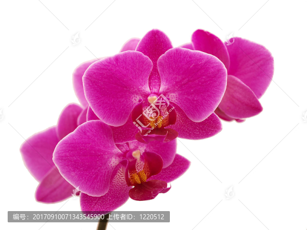 蘭花2