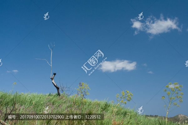 樹(shù)木景觀的定位