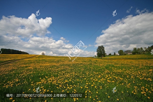 蒲公英的領(lǐng)域