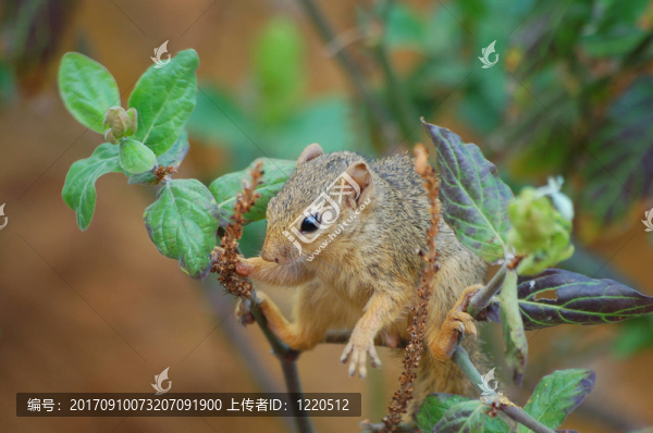 野生的