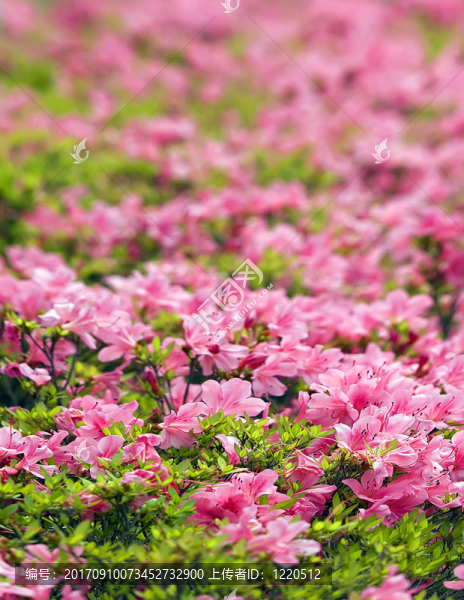 海u200b,\,\,\,\,u200bof,u200b,u200bflowers
