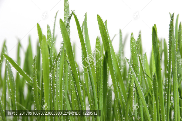 雜草