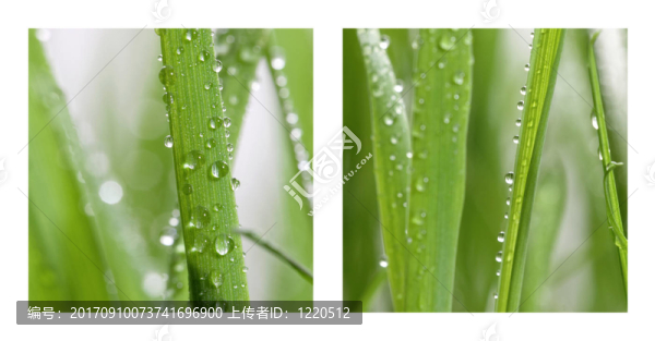 雜草