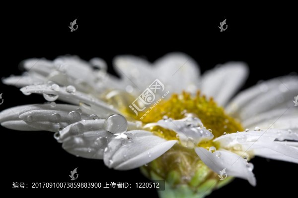 花卉