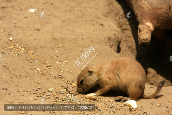 土撥鼠