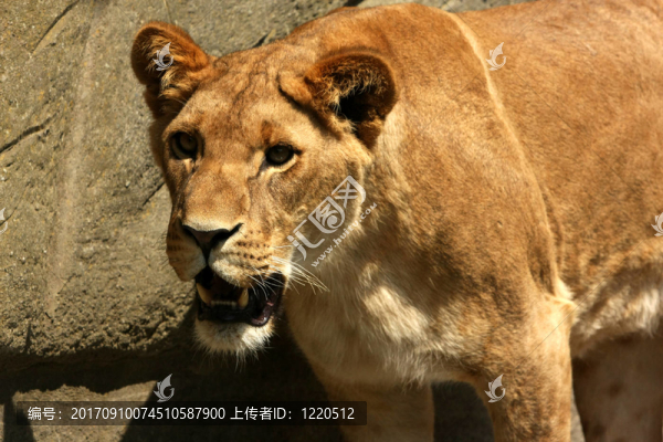 獅子