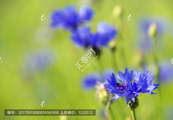 花卉