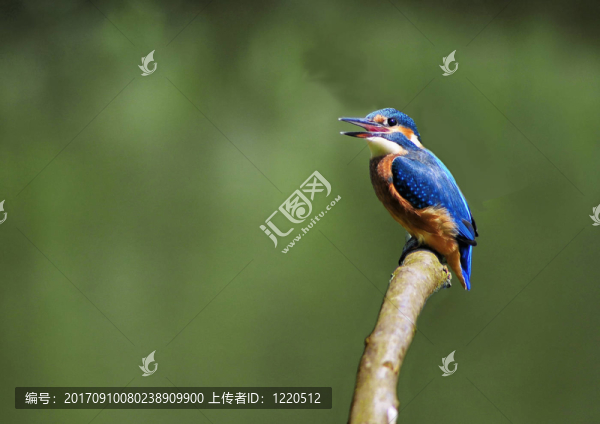 翠鳥看著喉嚨