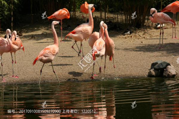 鳥