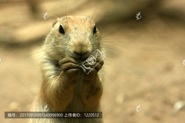 地鼠