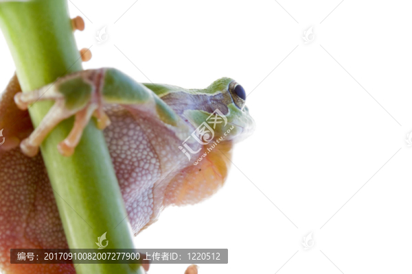青蛙