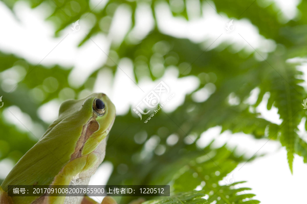 青蛙