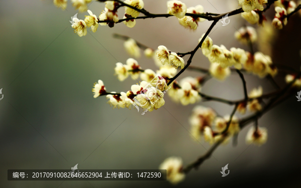 梅香時(shí)節(jié)