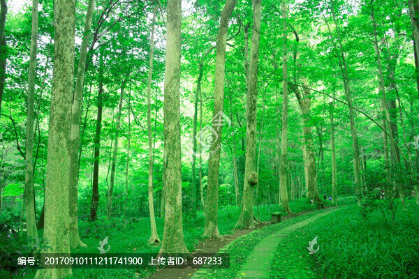樹林森林小路